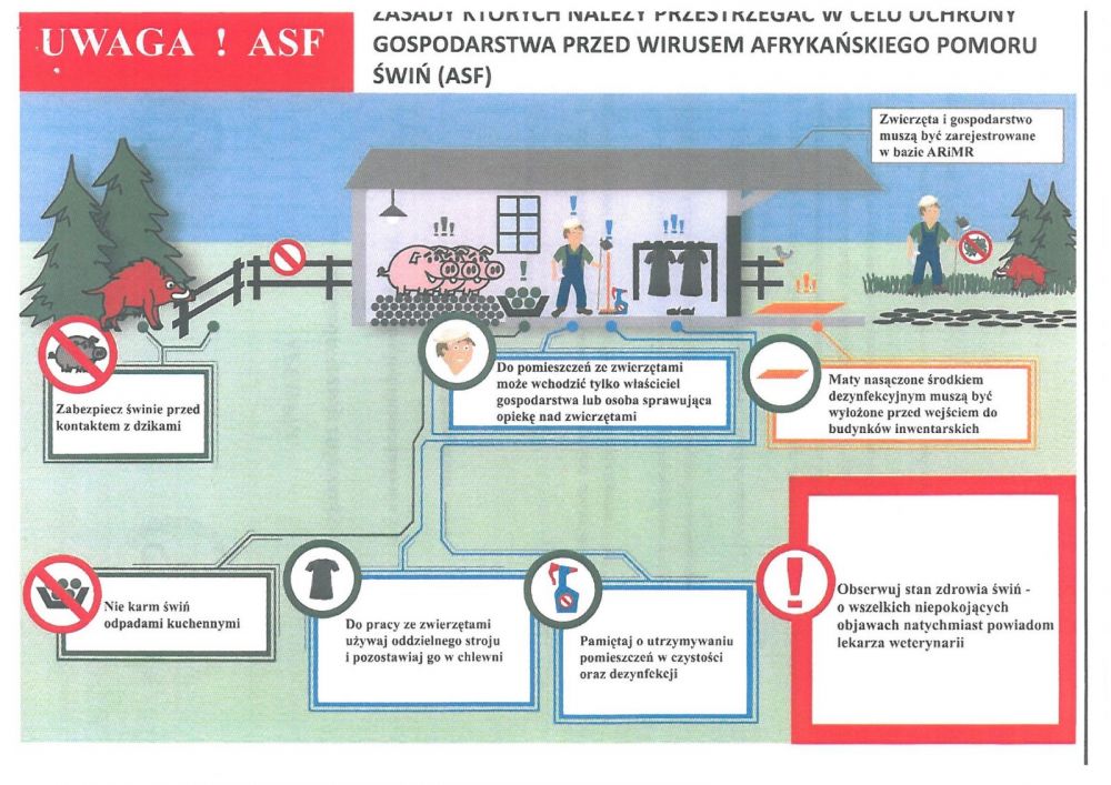 afrykański-pomór-świń