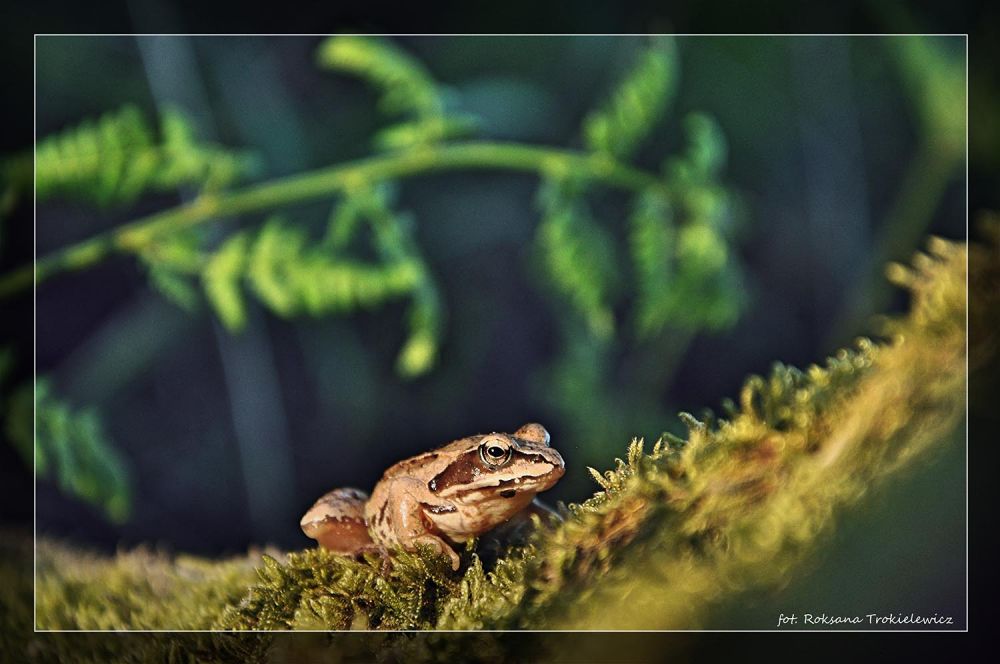 Foto-Przygoda w Ińsku i w Pyrzycach